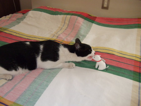 f:id:gonbey:20080803171352j:image