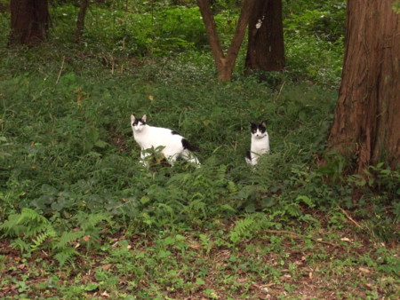 f:id:gonbey:20080915072029j:image
