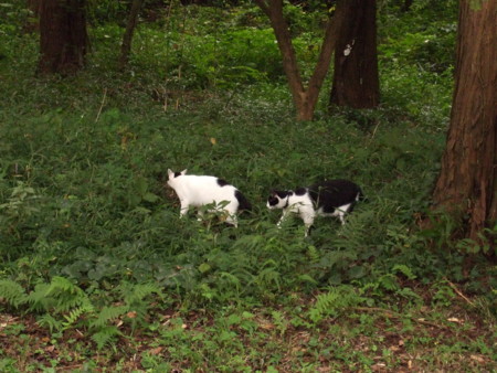 f:id:gonbey:20080915072037j:image