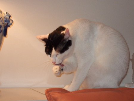f:id:gonbey:20080921170519j:image