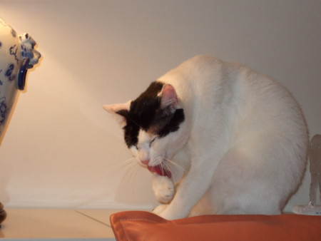 f:id:gonbey:20080921170551j:image
