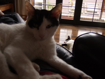 f:id:gonbey:20080927122403j:image