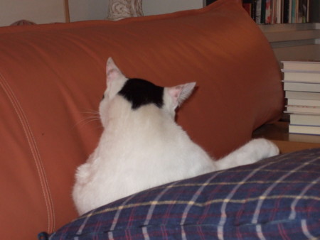 f:id:gonbey:20080928202647j:image