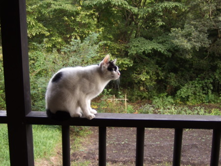 f:id:gonbey:20081012074454j:image f:id:gonbey:20081012074454j:image