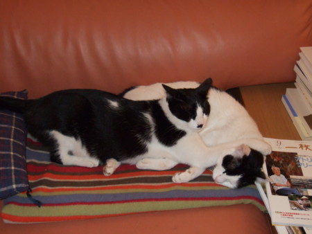 f:id:gonbey:20081018213405j:image
