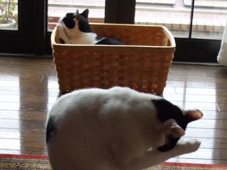 f:id:gonbey:20081019115958j:image