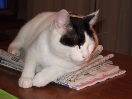 f:id:gonbey:20081025184858j:image