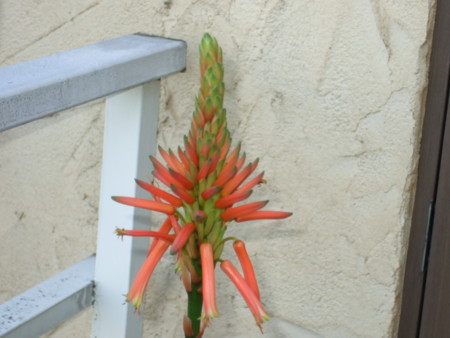 f:id:gonbey:20081223143547j:image