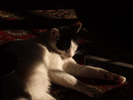 f:id:gonbey:20090125145103j:image