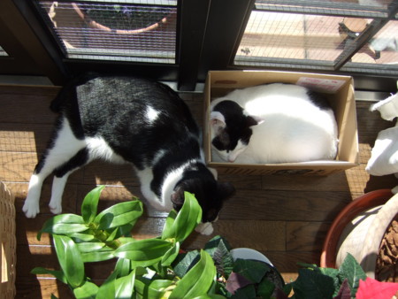 f:id:gonbey:20090201113300j:image