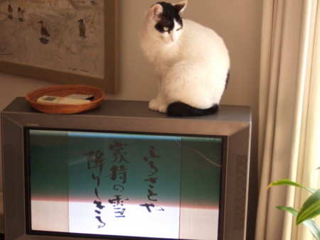 f:id:gonbey:20090307111633j:image