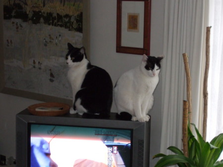 f:id:gonbey:20090308091000j:image:left