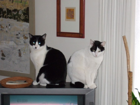 f:id:gonbey:20090308091030j:image:right