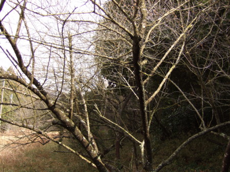 f:id:gonbey:20090320134052j:image
