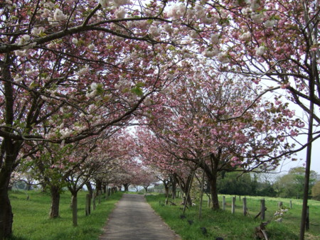f:id:gonbey:20090419082238j:image