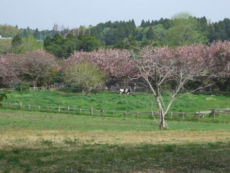 f:id:gonbey:20090419083100j:image