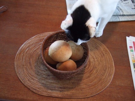 f:id:gonbey:20090423071101j:image
