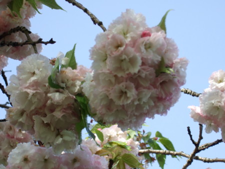 f:id:gonbey:20090426073352j:image