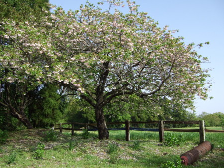 f:id:gonbey:20090426073846j:image