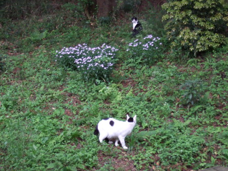 f:id:gonbey:20090505081842j:image