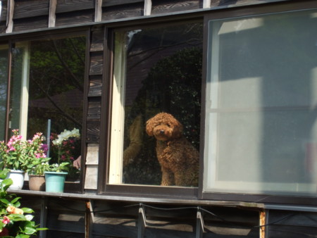 f:id:gonbey:20090509090431j:image