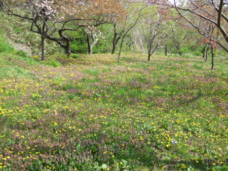f:id:gonbey:20090509092054j:image