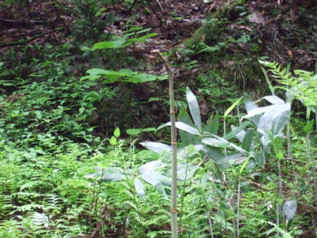 f:id:gonbey:20090523093435j:image f:id:gonbey:20090523093435j:image