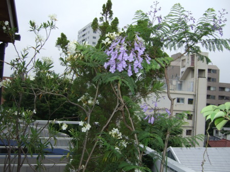 f:id:gonbey:20090610083007j:image