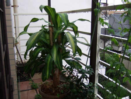f:id:gonbey:20090624093711j:image