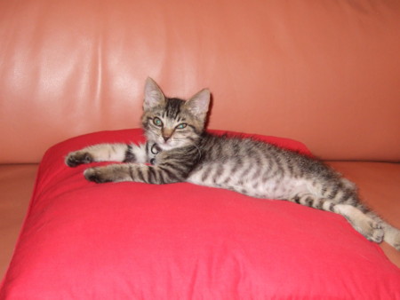 f:id:gonbey:20090624210455j:image
