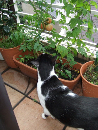 f:id:gonbey:20090630072126j:image f:id:gonbey:20090630072126j:image