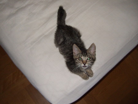 f:id:gonbey:20090630072420j:image