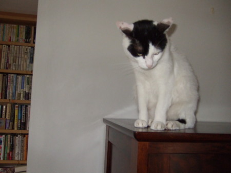 f:id:gonbey:20090630073959j:image