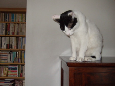 f:id:gonbey:20090630074011j:image