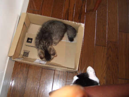f:id:gonbey:20090703071754j:image