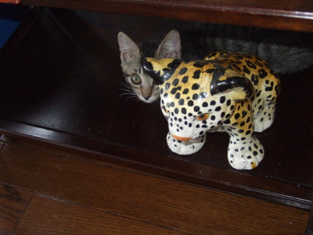 f:id:gonbey:20090710070704j:image