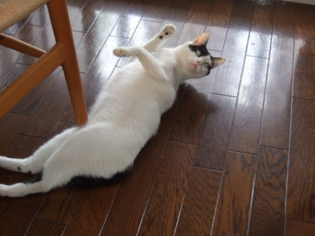 f:id:gonbey:20090710070827j:image