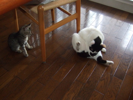 f:id:gonbey:20090710070908j:image