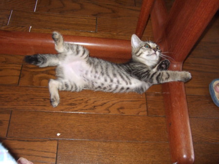 f:id:gonbey:20090710072004j:image