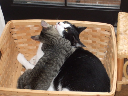f:id:gonbey:20090802111428j:image