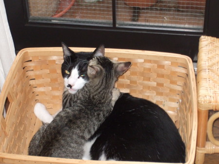 f:id:gonbey:20090802111439j:image