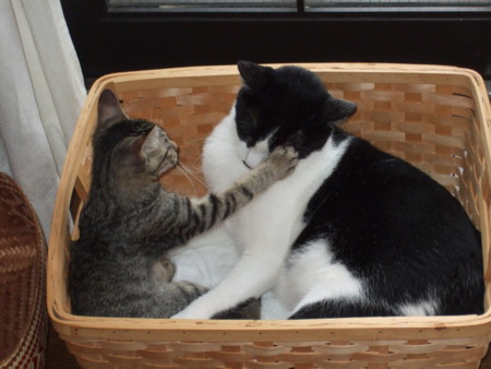 f:id:gonbey:20090802111453j:image