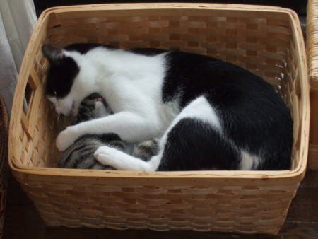 f:id:gonbey:20090802111514j:image