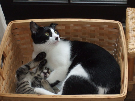 f:id:gonbey:20090802111528j:image