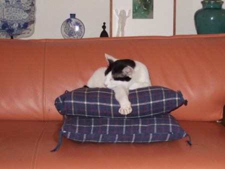 f:id:gonbey:20090807214448j:image