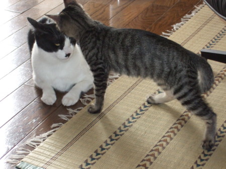 f:id:gonbey:20090823160401j:image