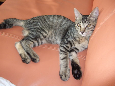 f:id:gonbey:20090823161120j:image
