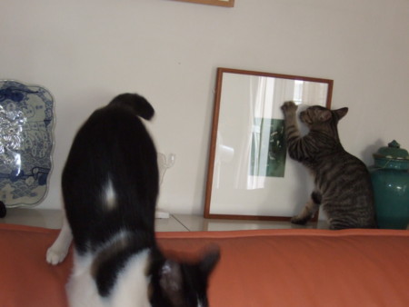 f:id:gonbey:20090823162228j:image