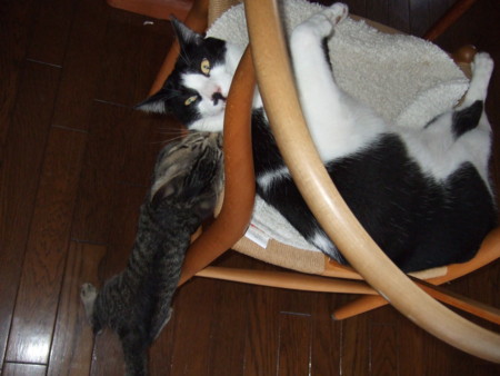 f:id:gonbey:20090829164522j:image