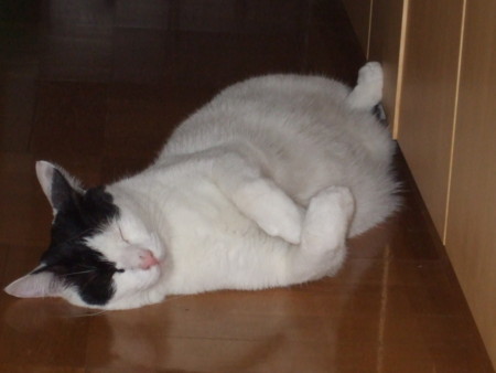 f:id:gonbey:20090829202257j:image